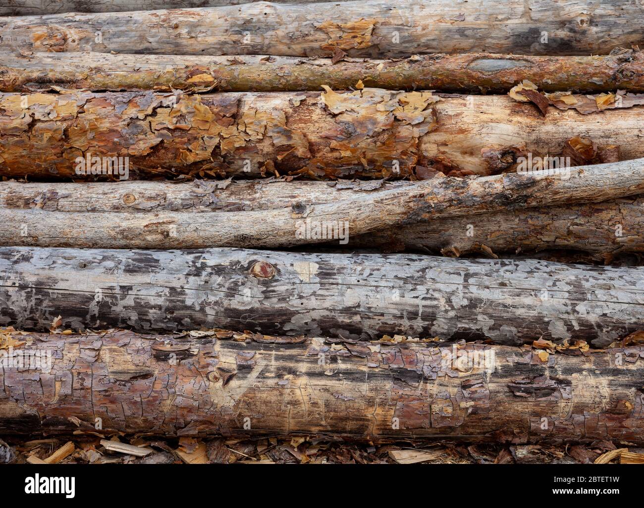 Felled trees. Trunks of pines. Logs. Woodpile. Logs at a sawmill. Stock Photo