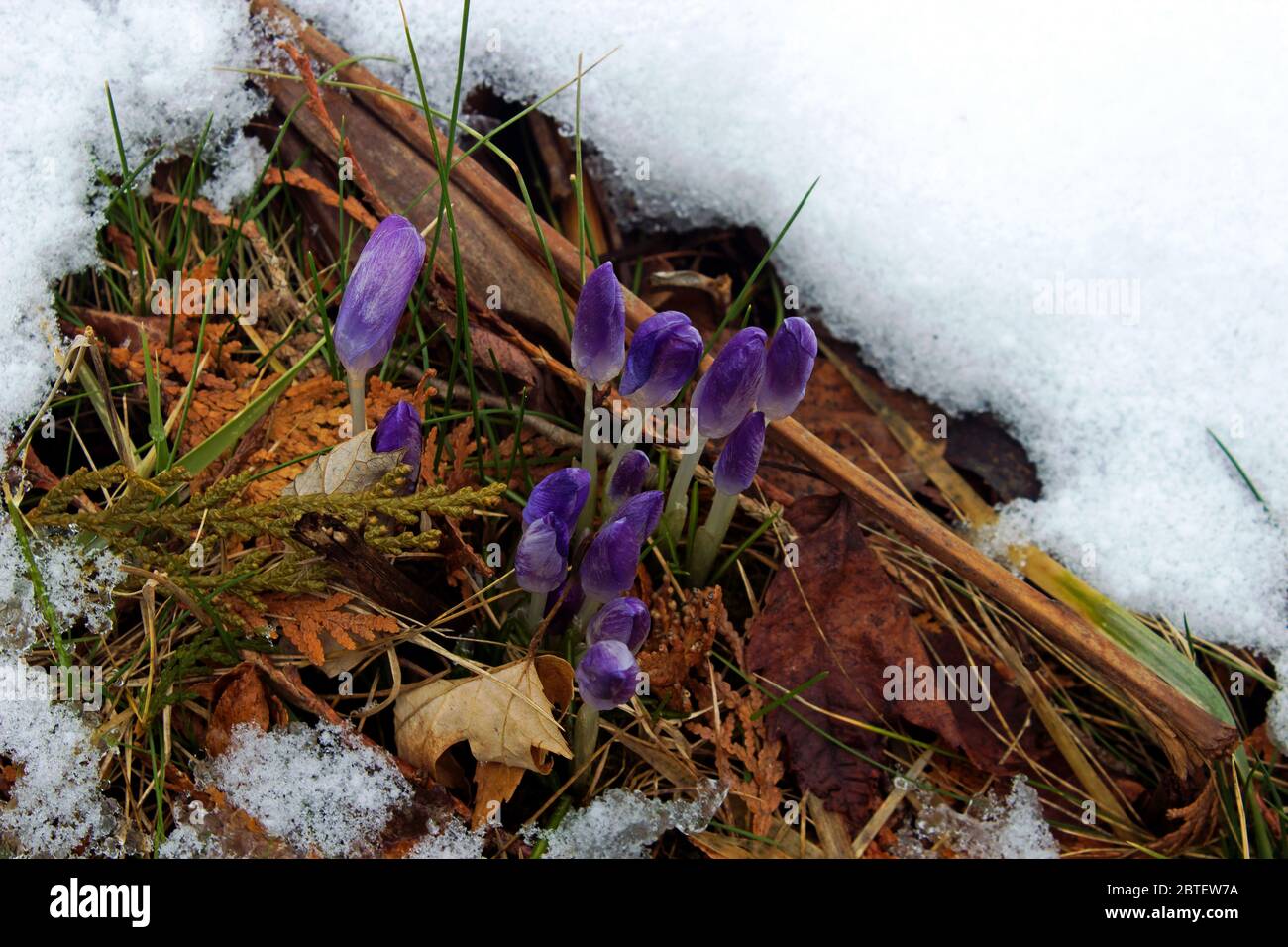 Crocus blooming at the end of winter with snow and ground litter Stock Photo