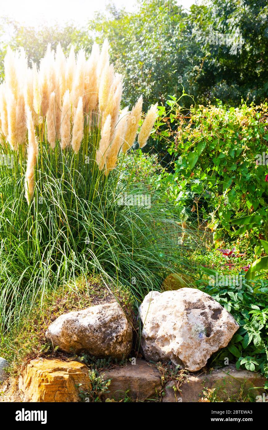 Southern plant in the park close-up. Sunny day Stock Photo - Alamy