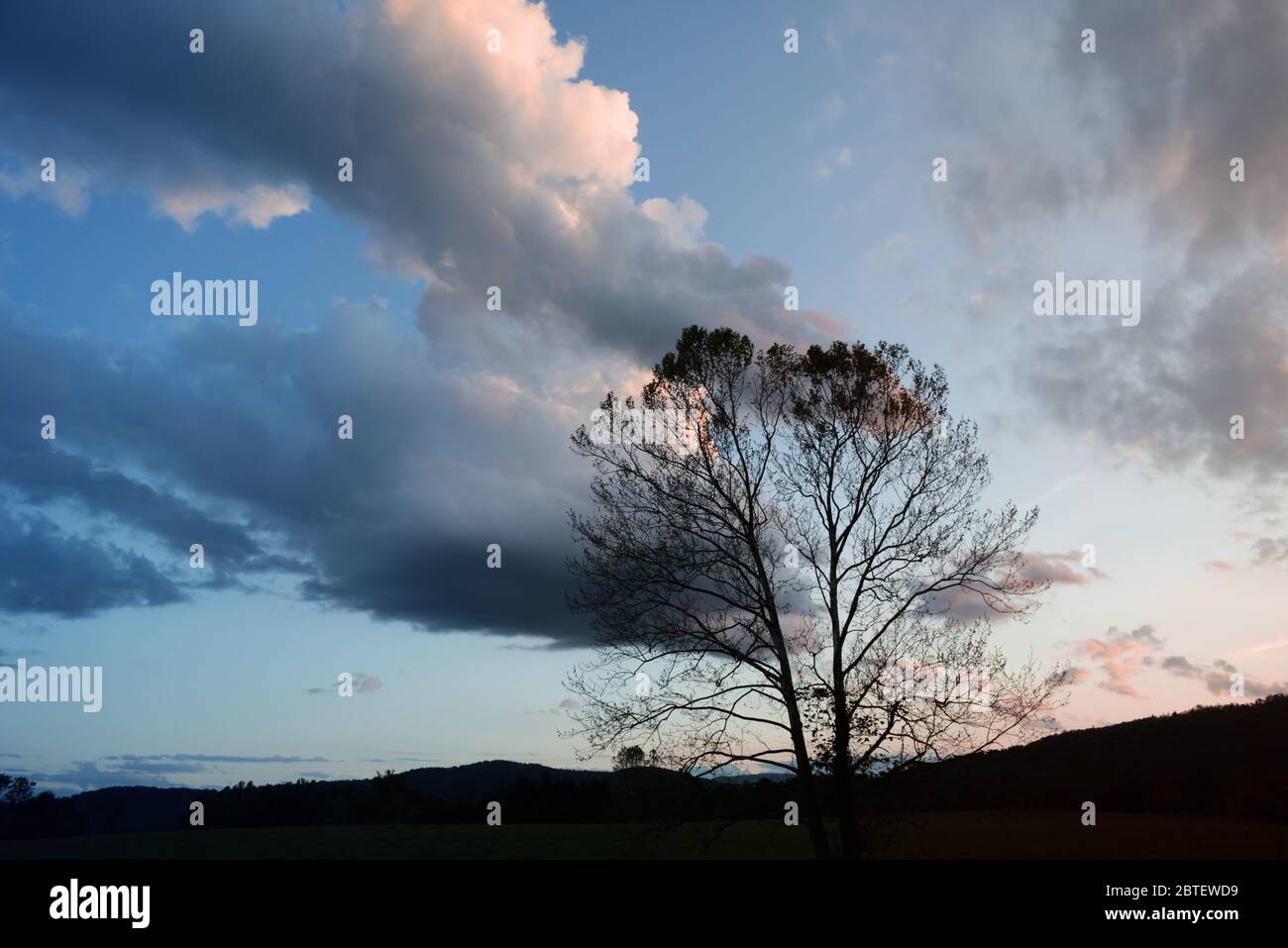 A lone tree stands in silhouette against a colorful spring evening sky in the Blue Ridge Mountains. Stock Photo
