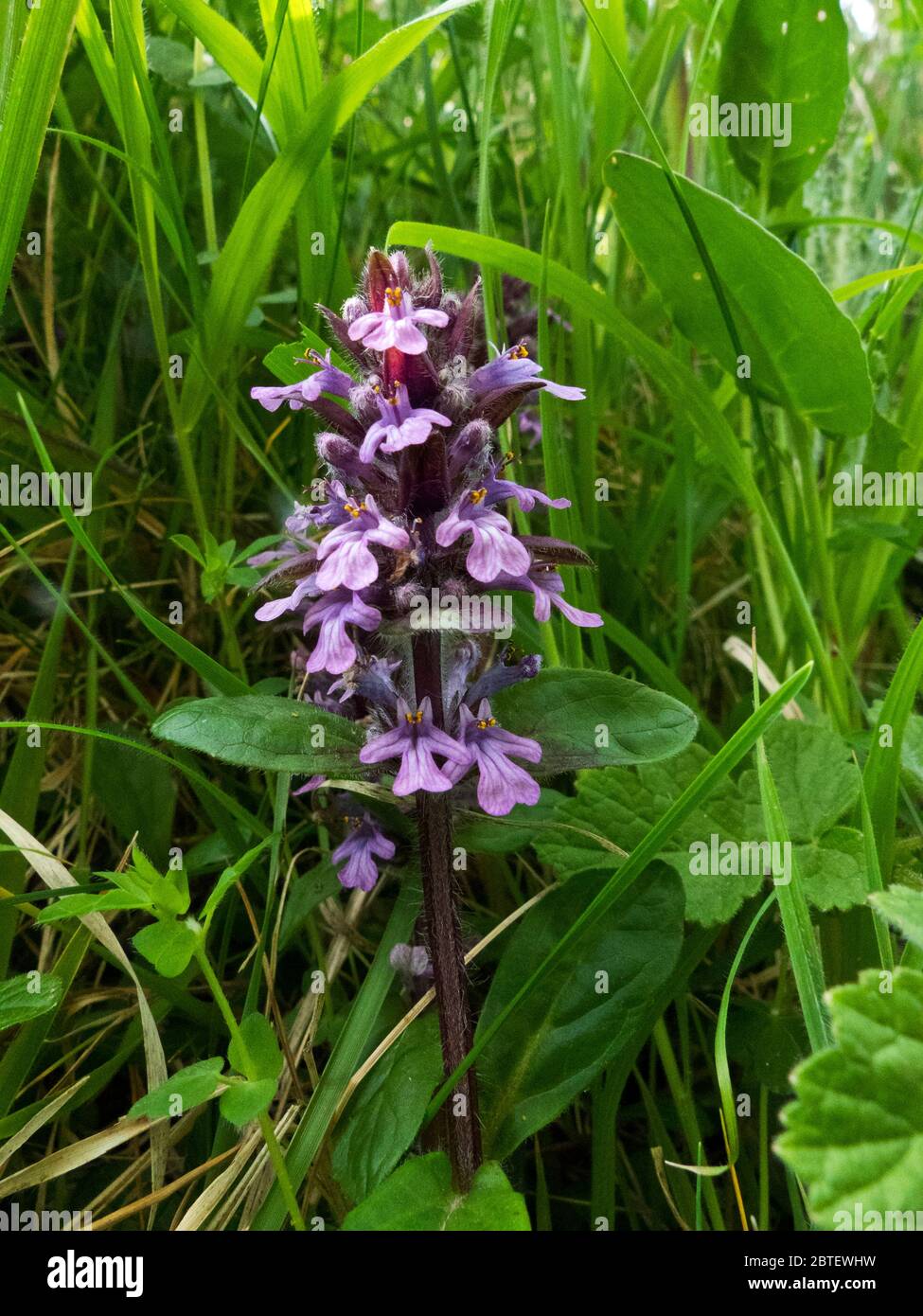 The Pyramidal Bugle is a easy to spot and widespread spring flower of the deciduous woodlands of the British Isles. Stock Photo