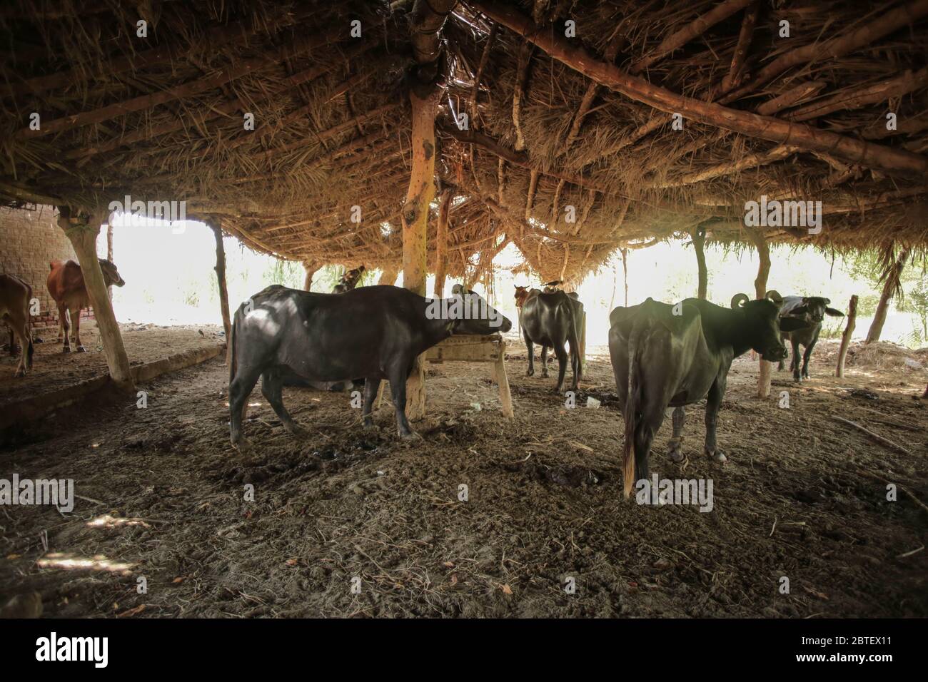 Buffalo Farm - Buffalos Are Standing In A Farm In A Sunny Day Under The Shade In Sindh Pakistan 27/08/2017 Stock Photo