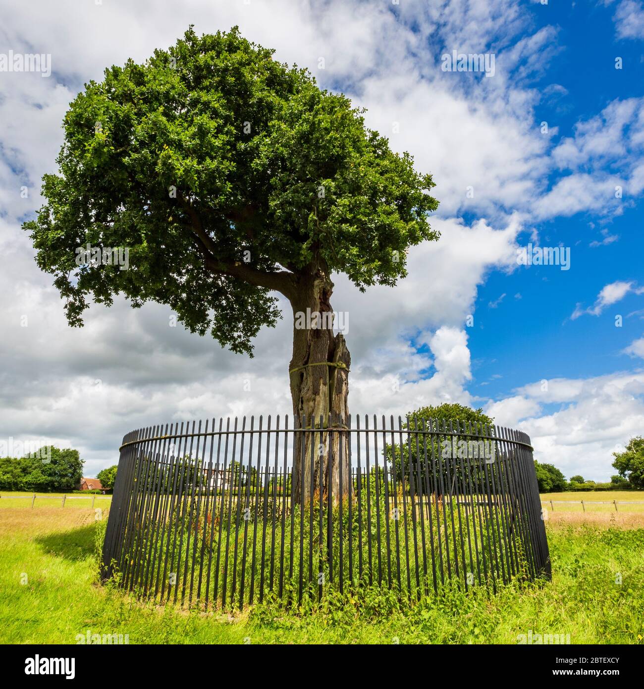 King oak tree hires stock photography and images Alamy
