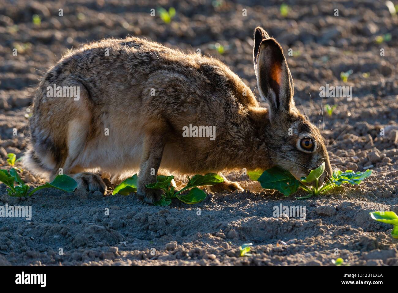 hare preying on young green plants in the field Stock Photo