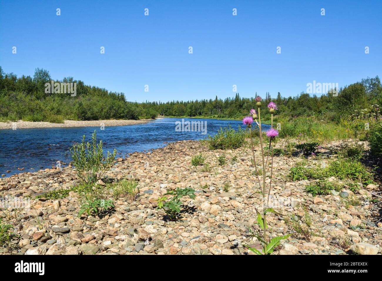 Forest and river. Summer landscape of the Northern taiga river. Stock Photo