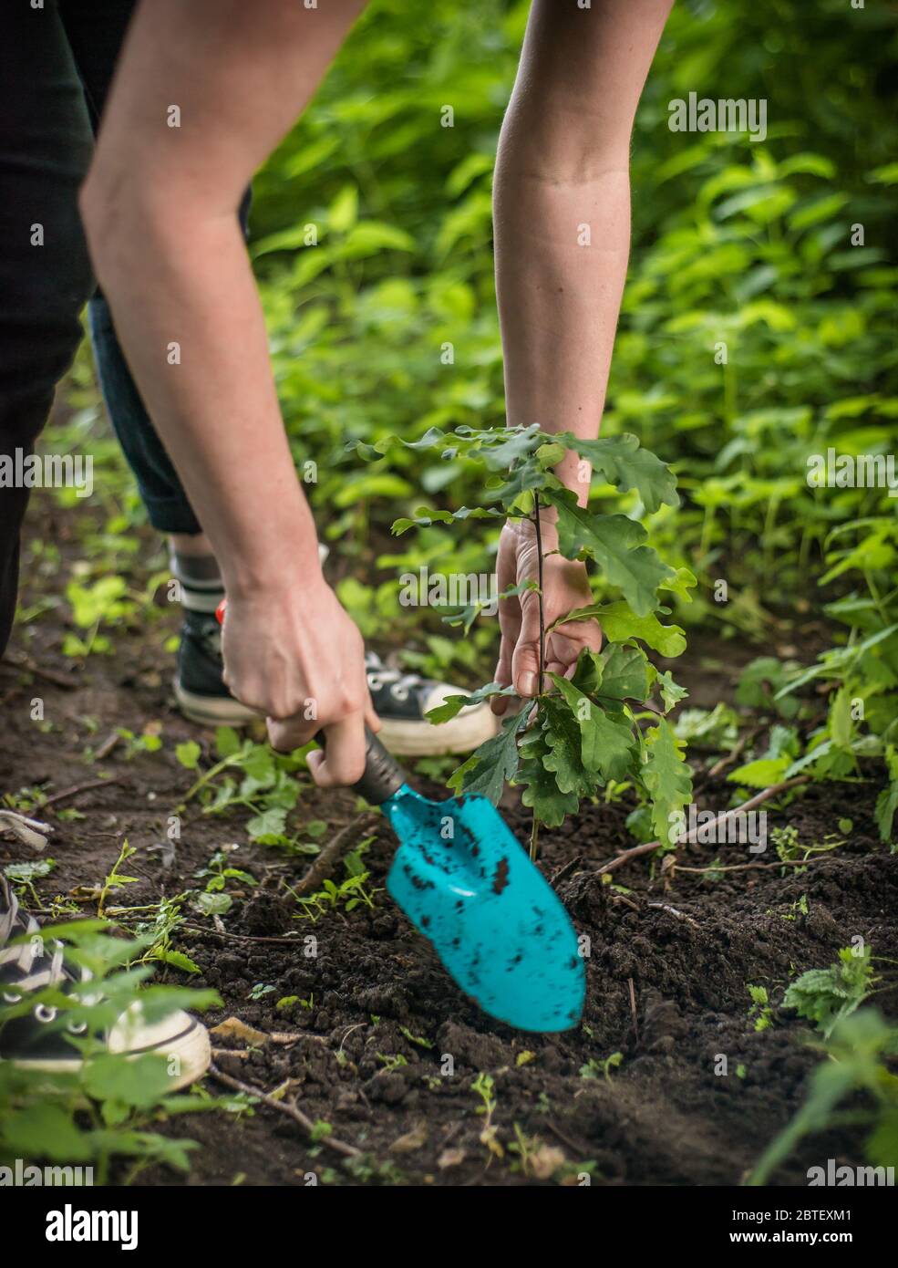 Woman planting a baby oak tree in the ground Stock Photo