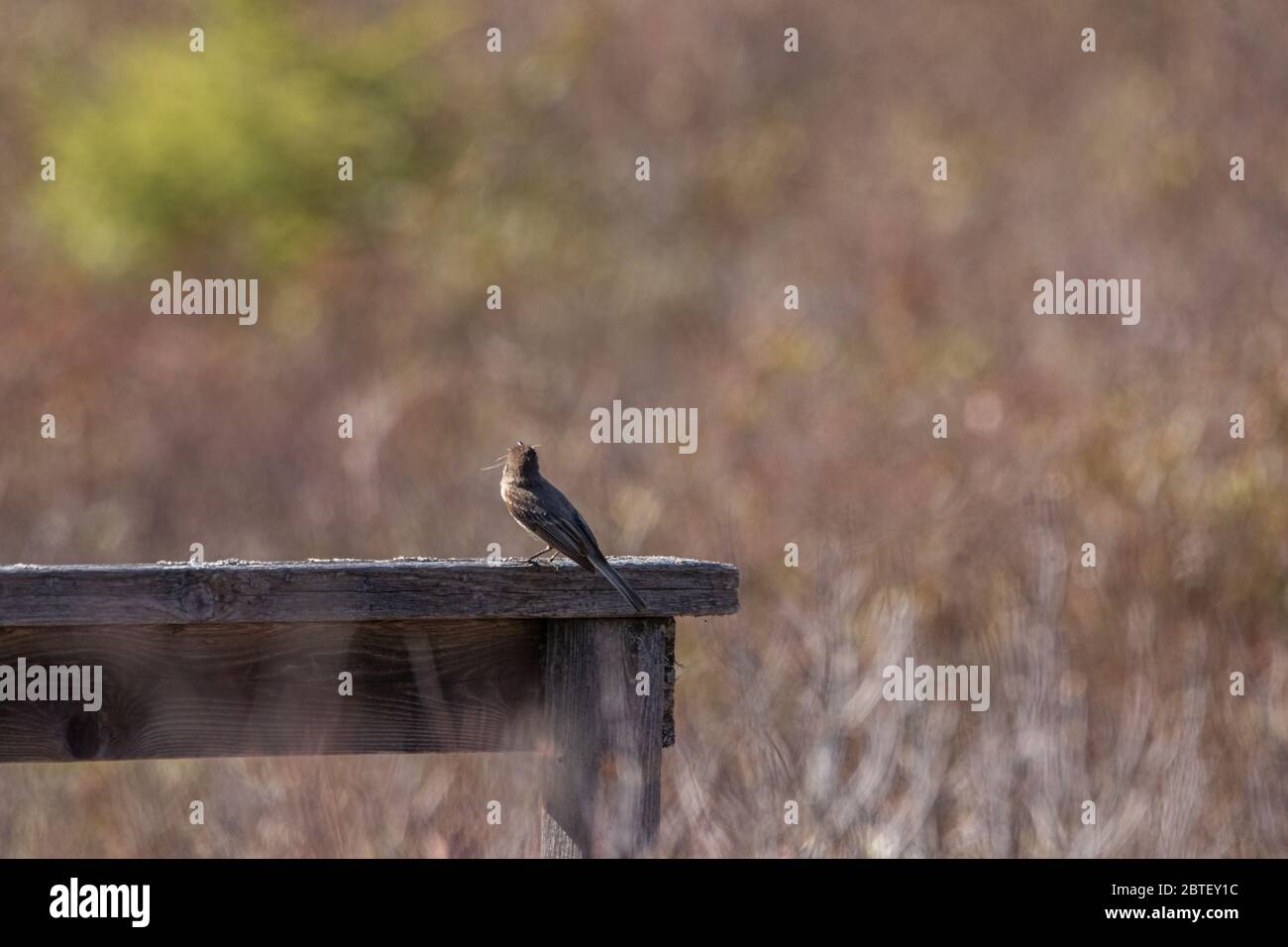 A small bird on a wooden railing at a bog in springtime. Stock Photo