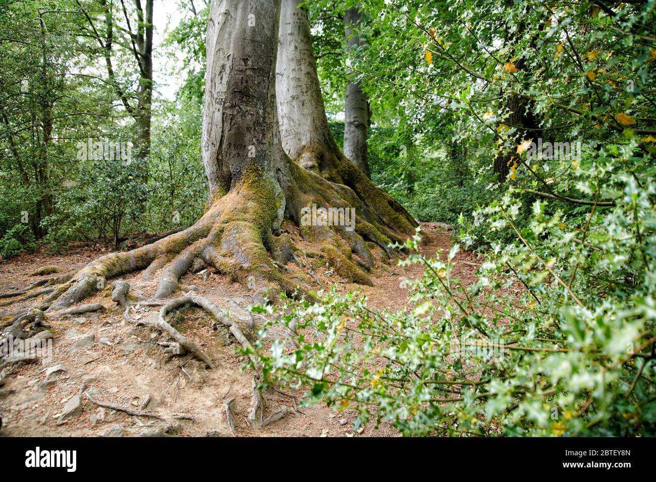 Alter Baum mit Wurzeln die ueberirdisch zu sehen sind Stock Photo