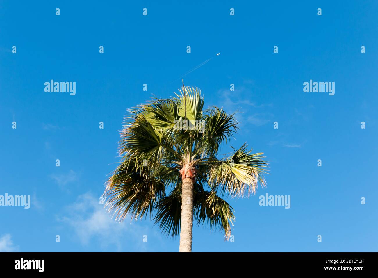 A beautiful palm tree in Playa del Ingles, Maspalomas, Gran Canaria, Spain. Stock Photo