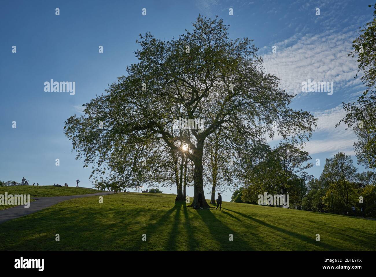 tree in London Park. Tree in Primrose Hill London plane tree Stock ...