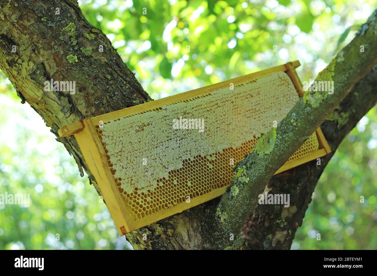 honeycomb filled with honey leaning in a branch fork of an apple tree on a sunny springtime day Stock Photo