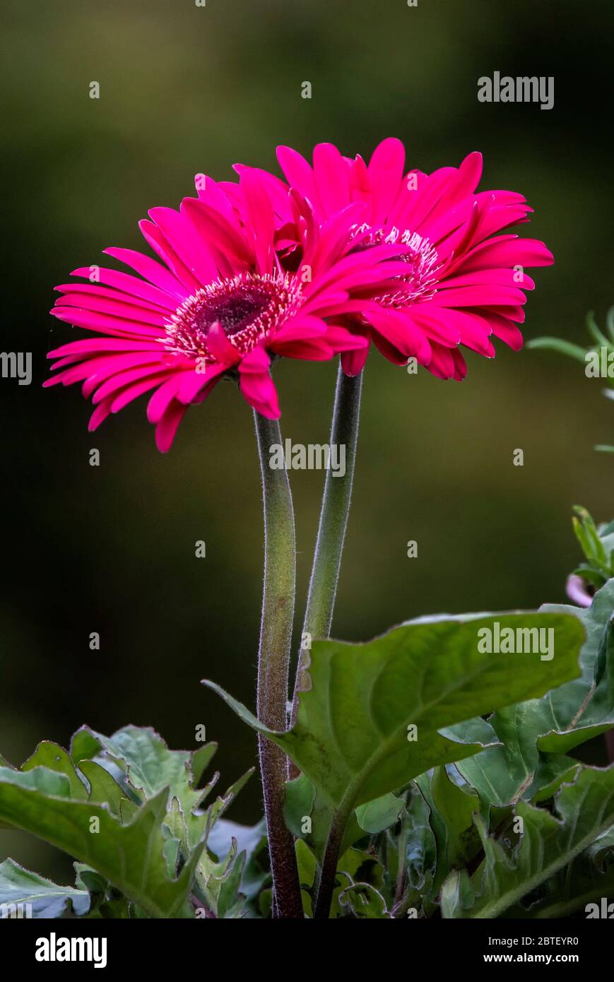 Bright red blooms hi-res stock photography and images - Alamy