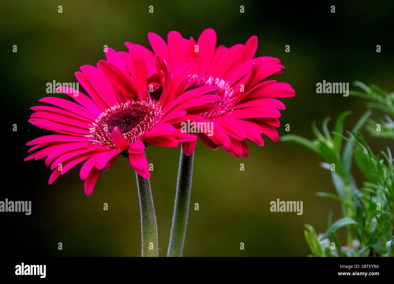 Two daisies hires stock photography and images Alamy