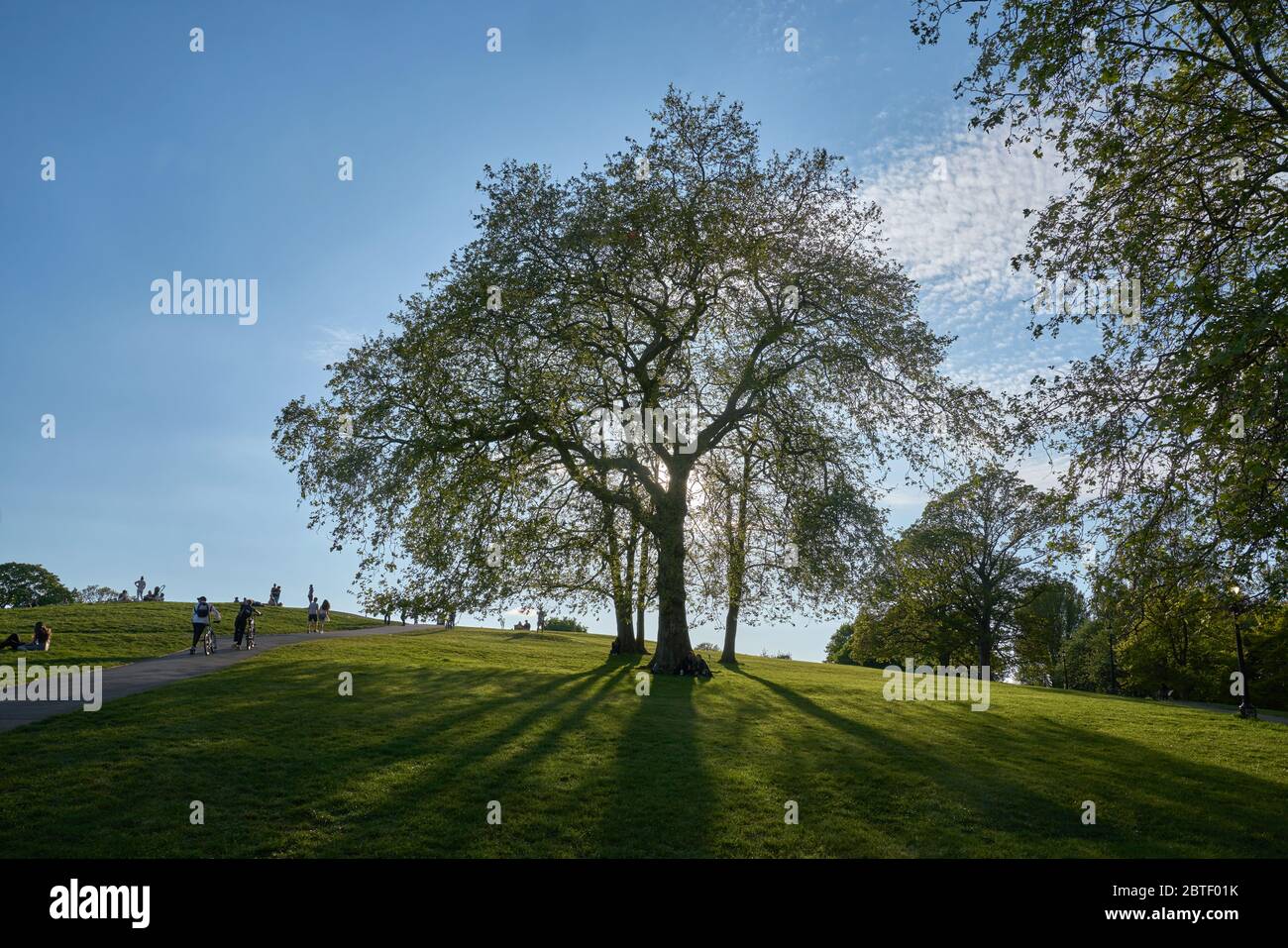 tree in London Park.  Tree in Primrose Hill   London plane tree. Stock Photo