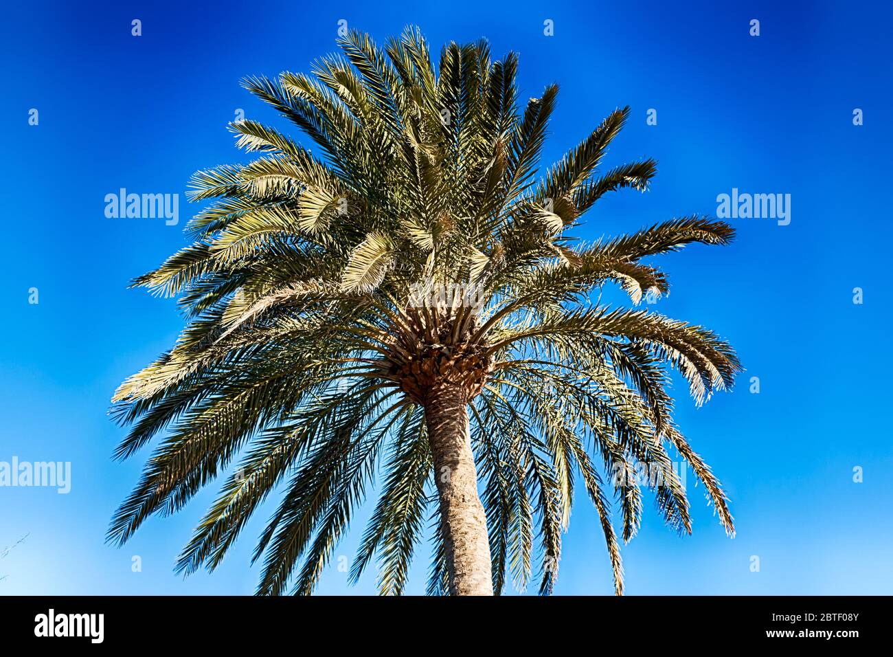 A beautiful palm tree in Playa del Ingles, Maspalomas, Gran Canaria, Spain. HDR. Stock Photo