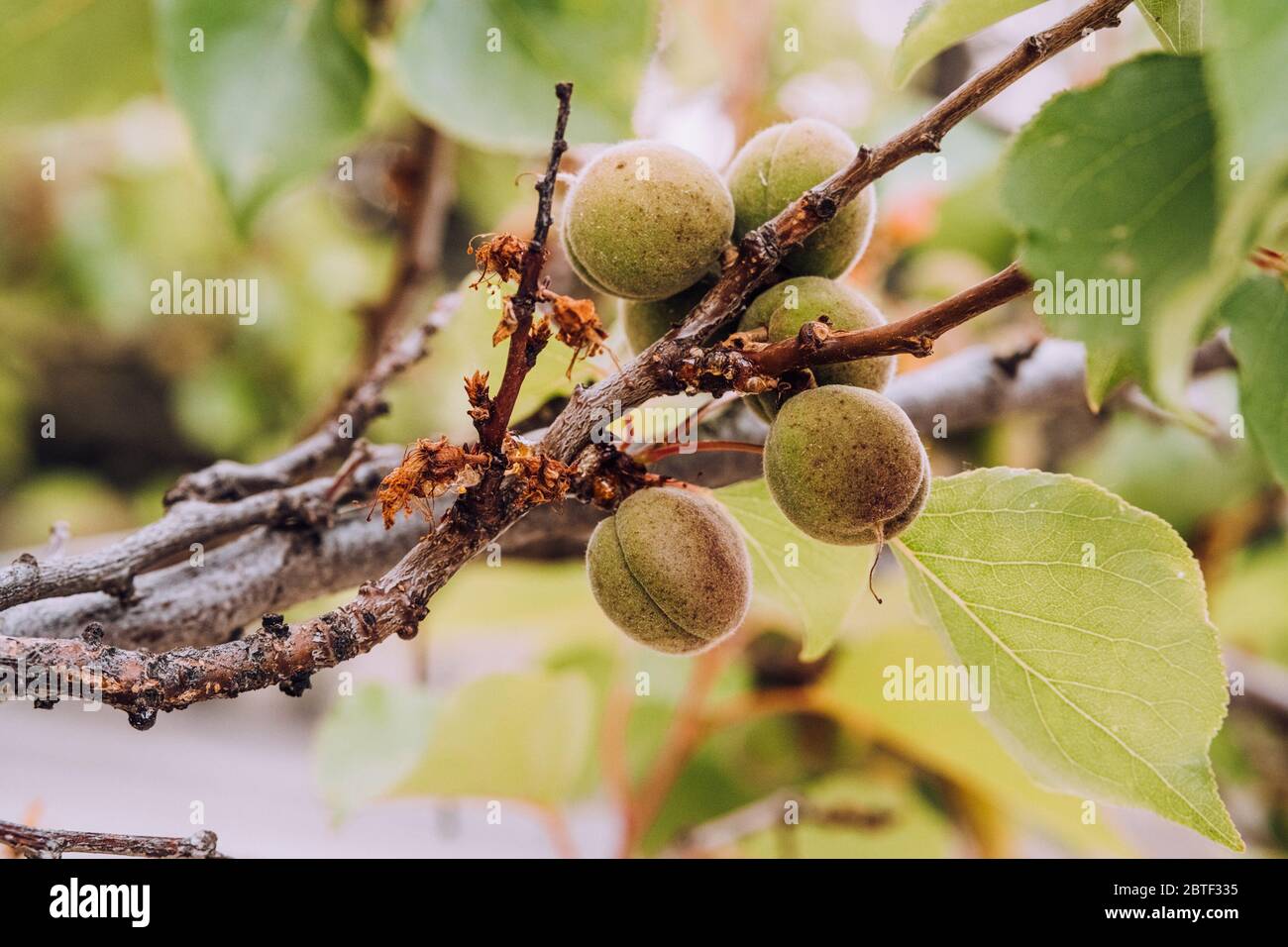 Unripe green apricot fruits growing on tree on blurry nature background. Young, green almonds on tree branch. Stock Photo