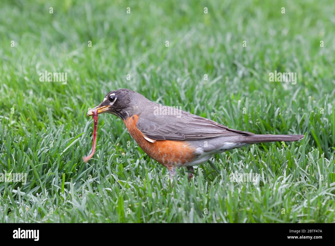 A robin catches and holds a wiggling earthworm in its beak. Stock Photo