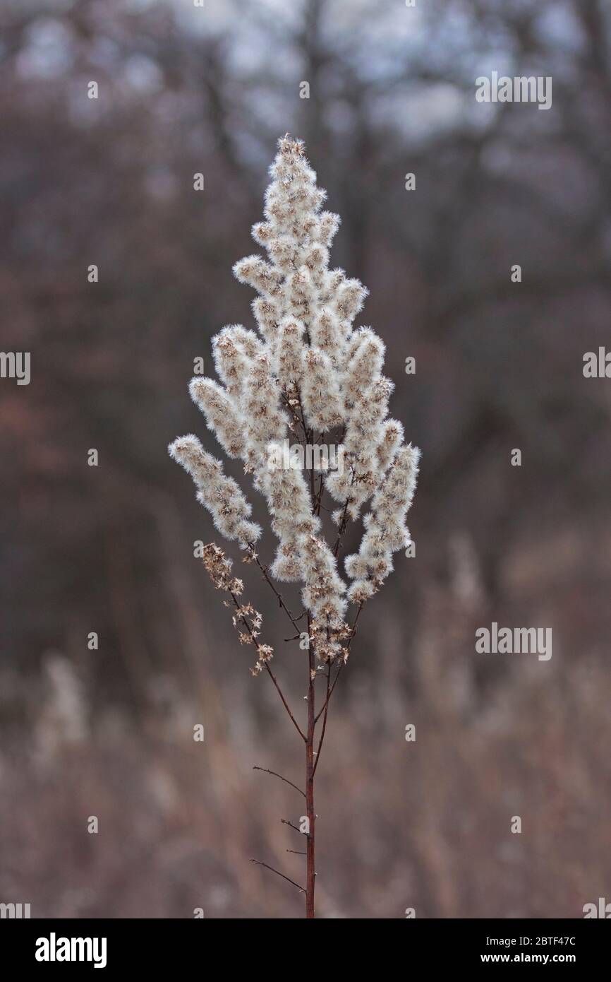A goldenrod that has gone to seed stands alone in an autumn prairie. Stock Photo
