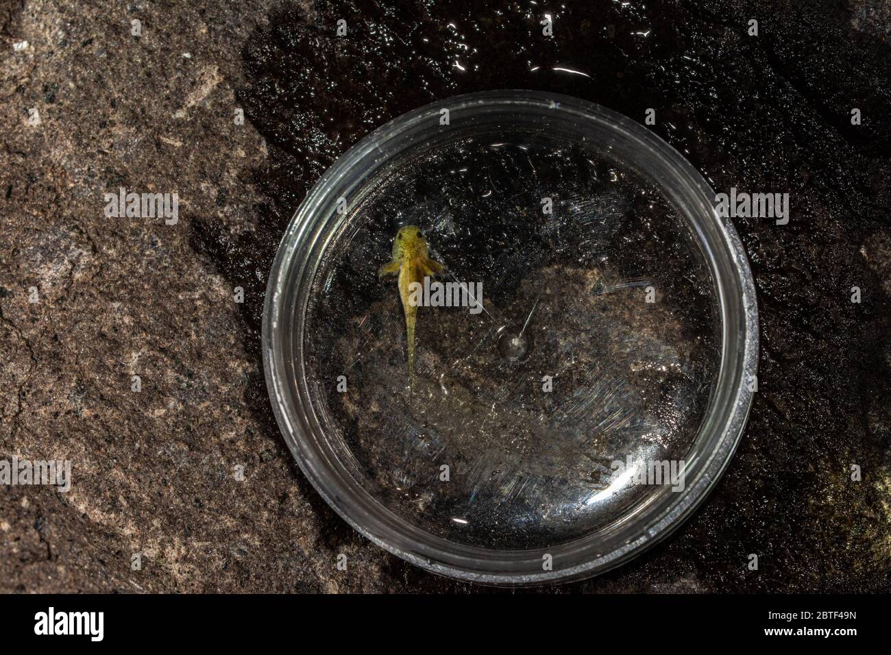 Barred Tiger Salamander / Arizona Tiger Salamander (Ambystoma m