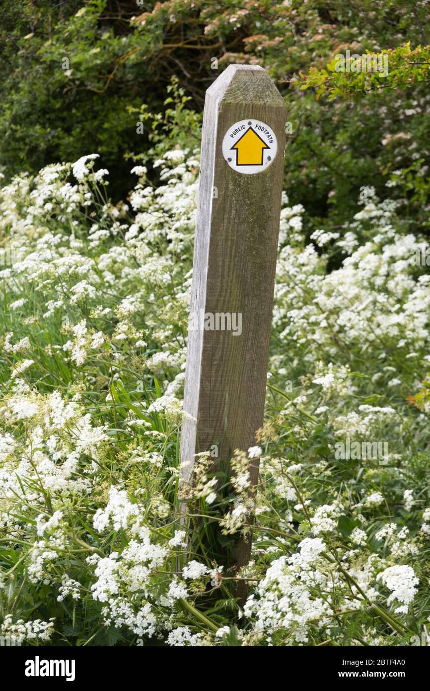 Public footpath sign post with yellow direction arrow surrounded by cow parsley Stock Photo