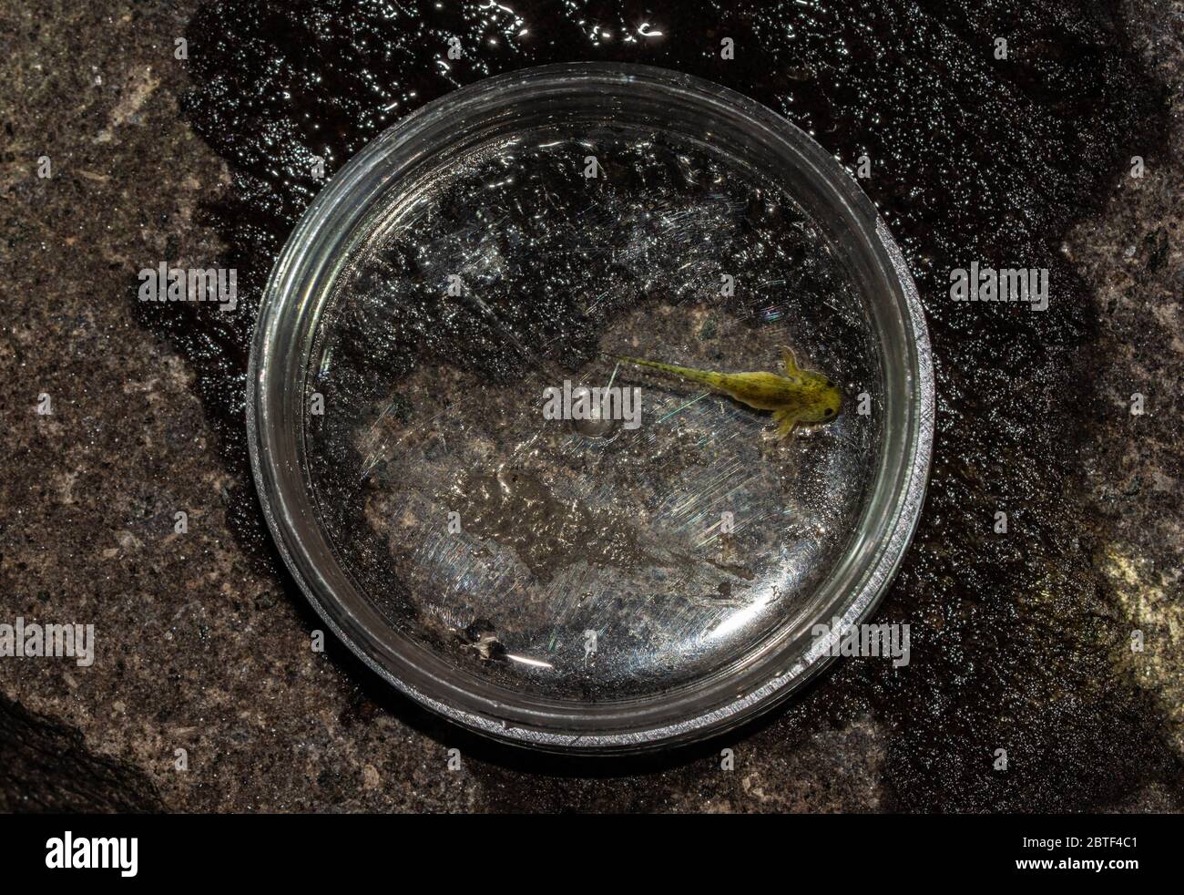 Barred Tiger Salamander / Arizona Tiger Salamander (Ambystoma m