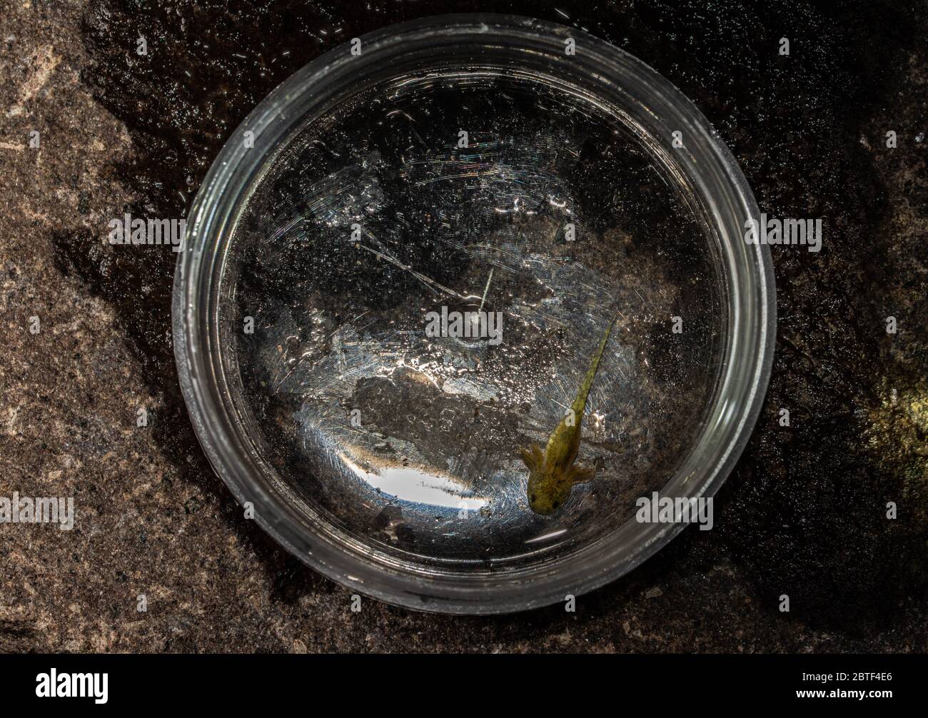 Barred Tiger Salamander / Arizona Tiger Salamander (Ambystoma m