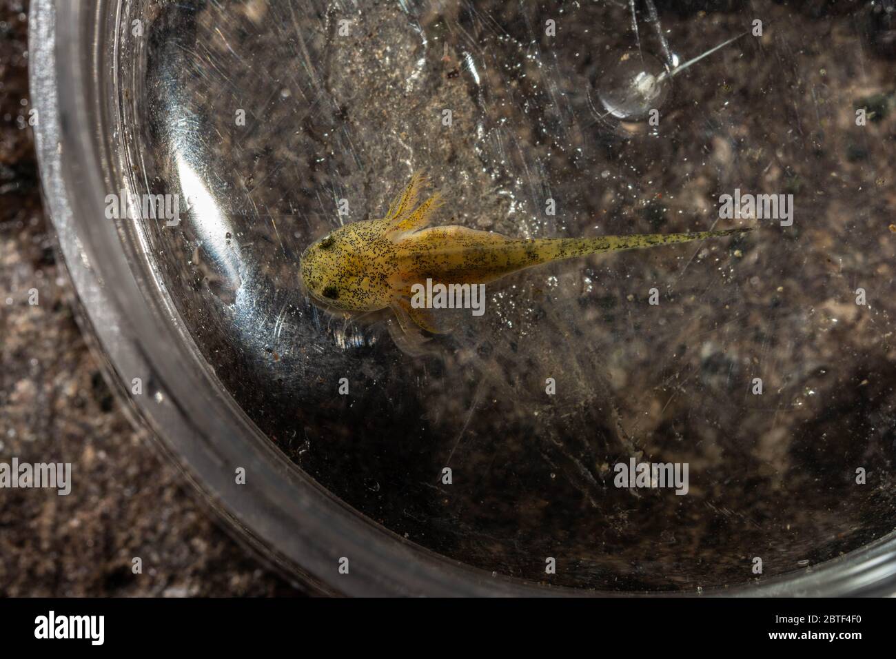 Barred Tiger Salamander / Arizona Tiger Salamander (Ambystoma m