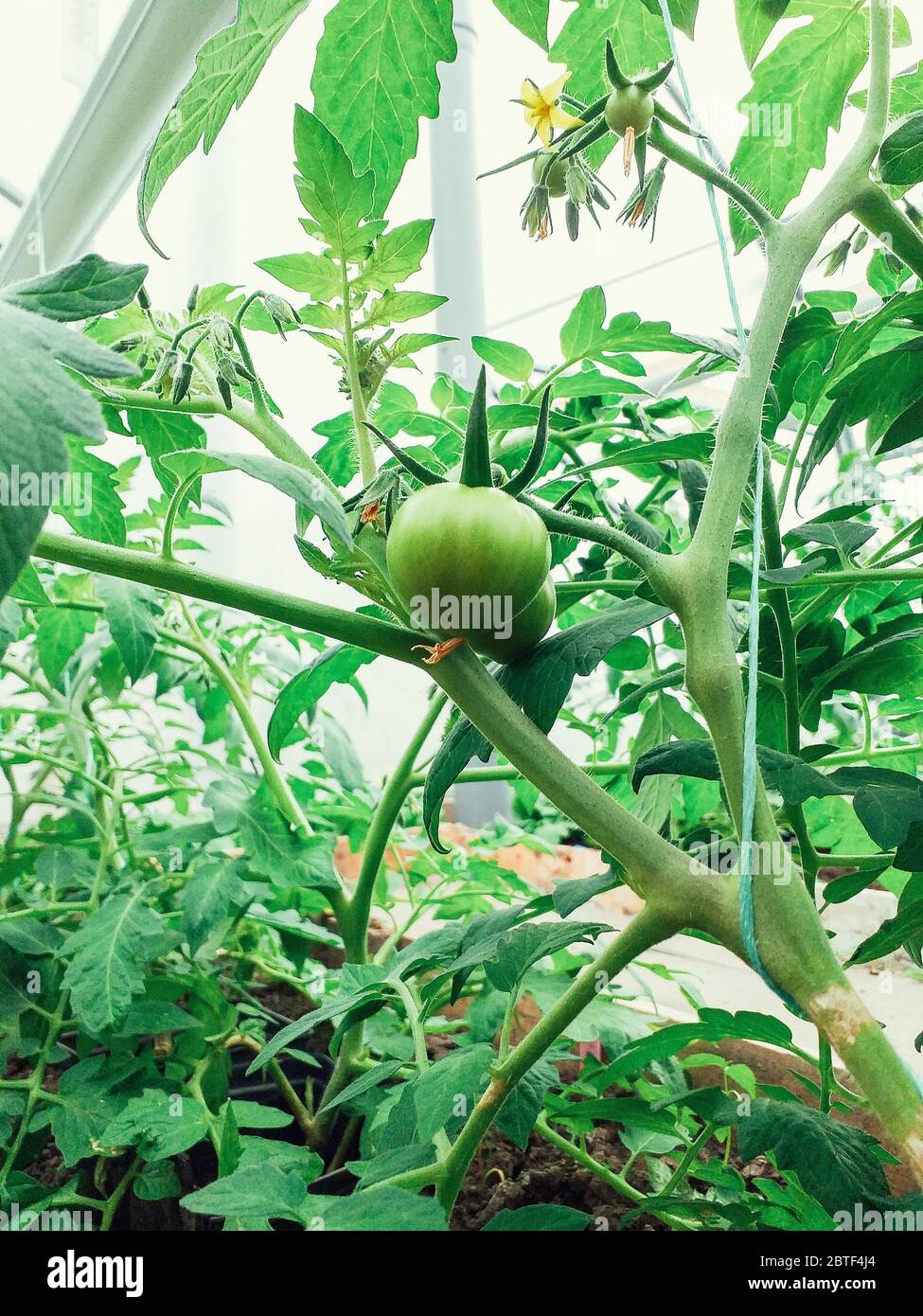 Tree tomato seedling hi-res stock photography and images - Alamy