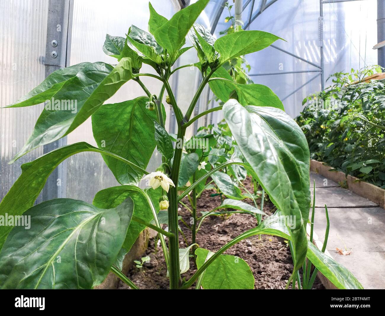pepper seedlings in a greenhouse with the first green pepper fruits
