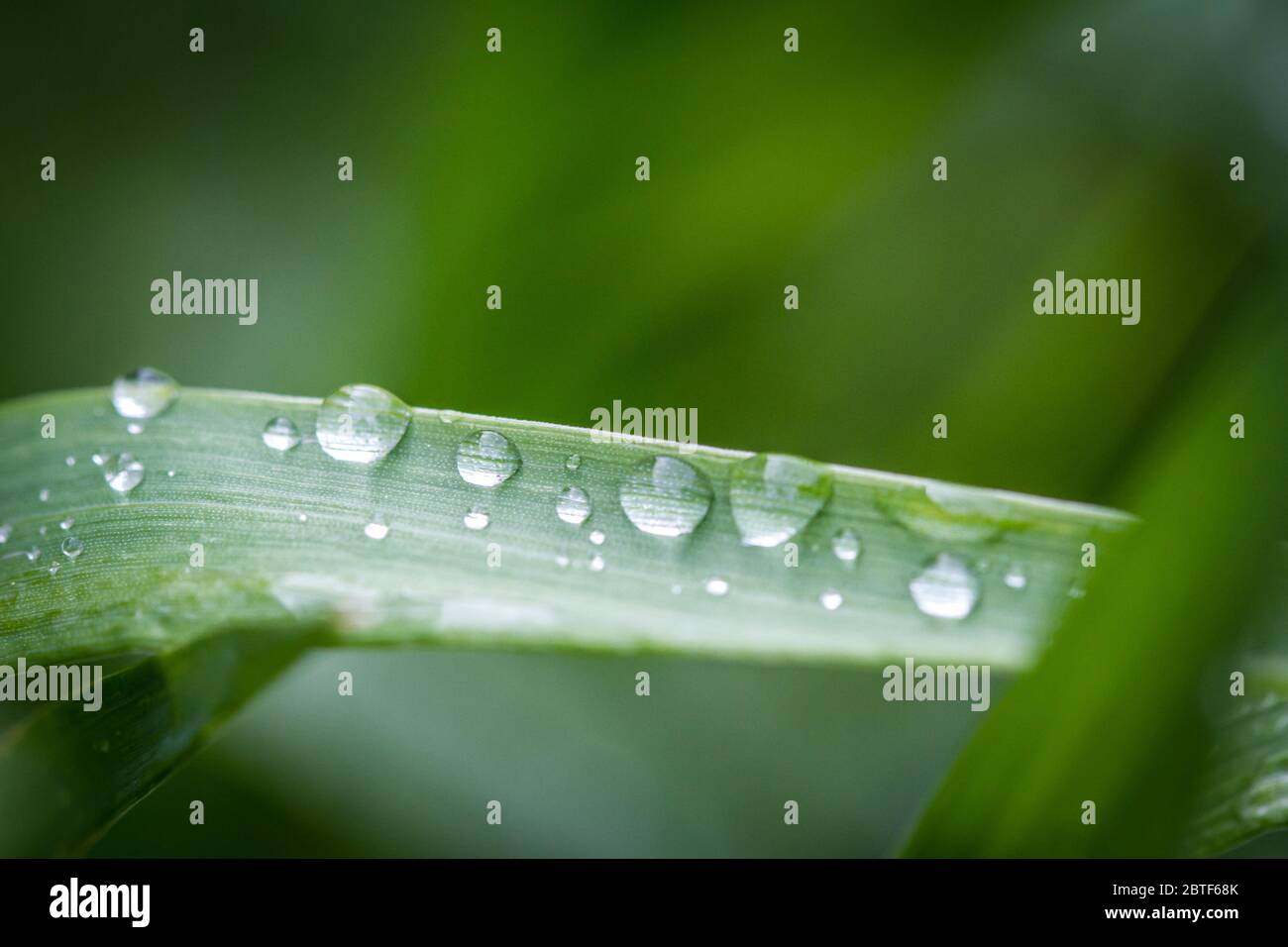 Raindrops, macro photograph Stock Photo