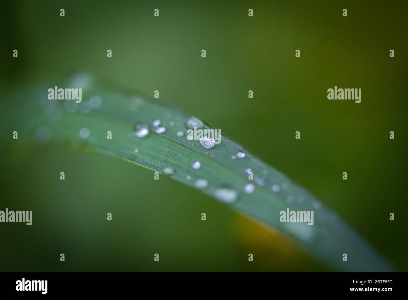 Raindrops grass hi-res stock photography and images - Alamy