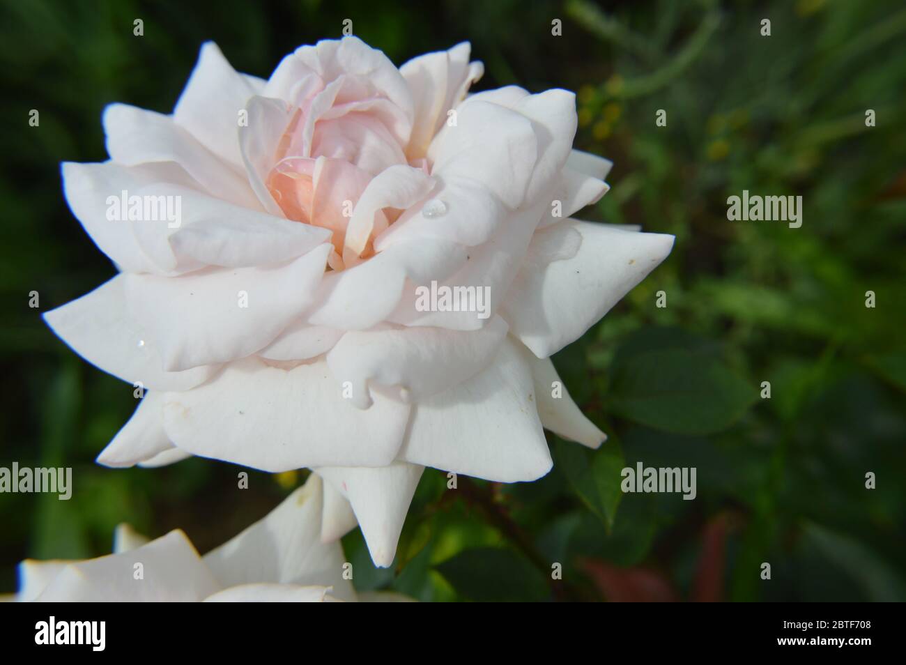 Single fower hi-res stock photography and images - Alamy