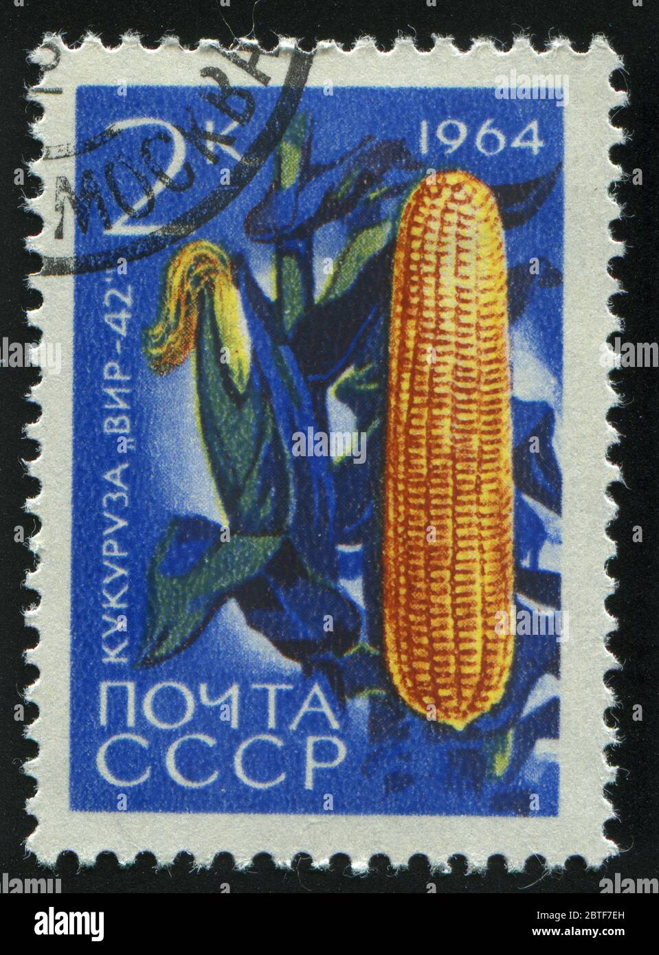 RUSSIA - CIRCA 1964: stamp printed by Russia, shows corn, circa 1964. Stock Photo