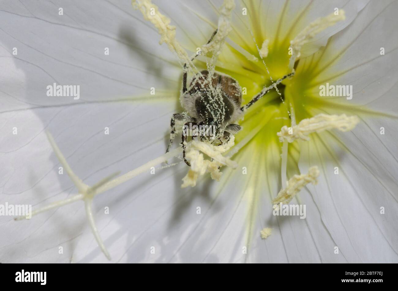 Flower Chafer, Trichiotinus sp., feeding in Showy Evening Primrose, Oenothera speciosa, and covered in pollen Stock Photo