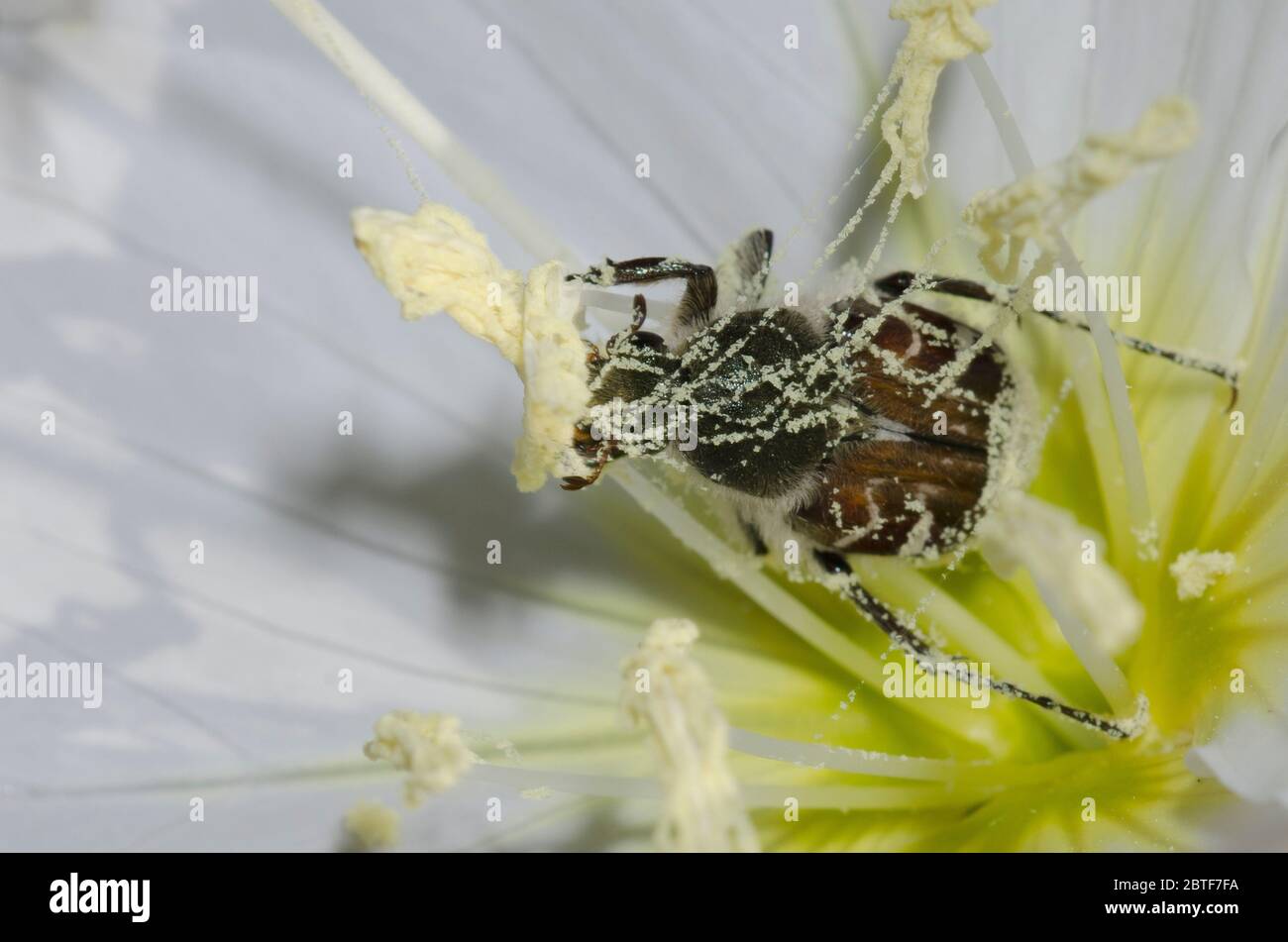 Flower Chafer, Trichiotinus sp., feeding in Showy Evening Primrose, Oenothera speciosa, and covered in pollen Stock Photo
