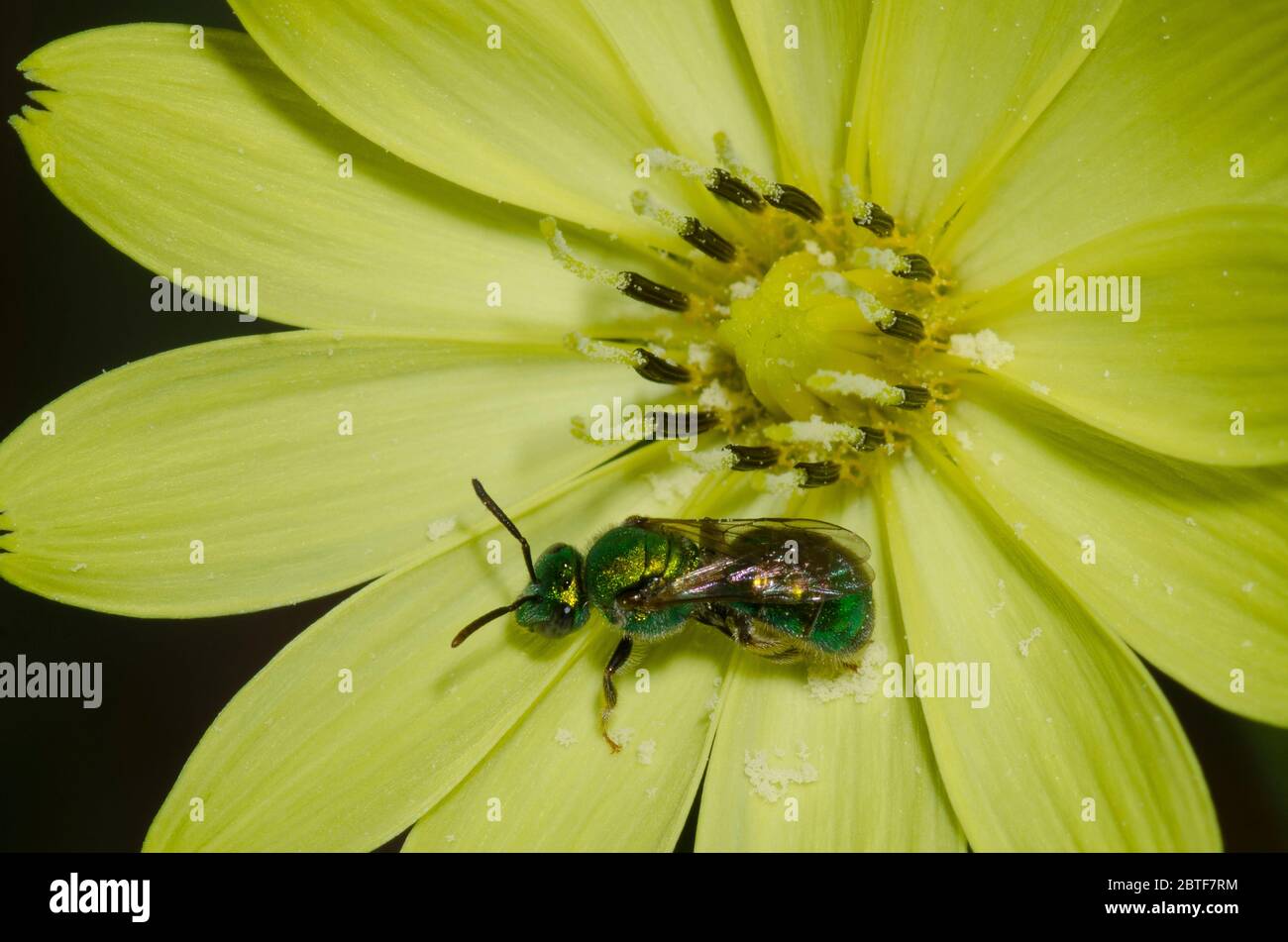 Sweat Bee, Augochlorella sp., foraging on False Dandelion, Pyrrhopappus grandiflorus Stock Photo