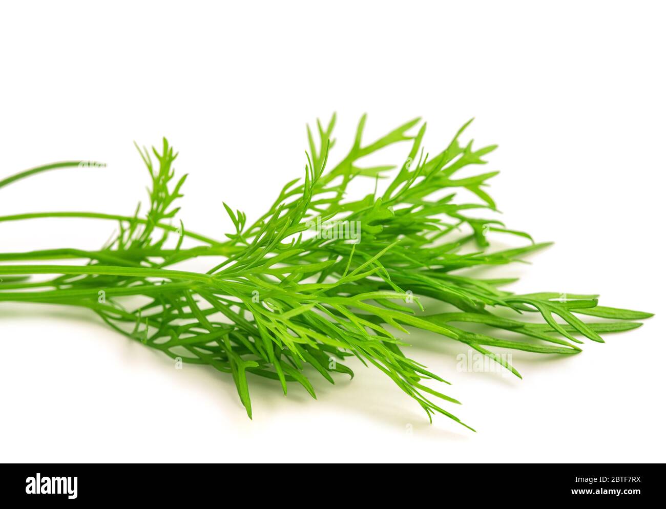 Fresh dill sprig isolated on white background Stock Photo Alamy