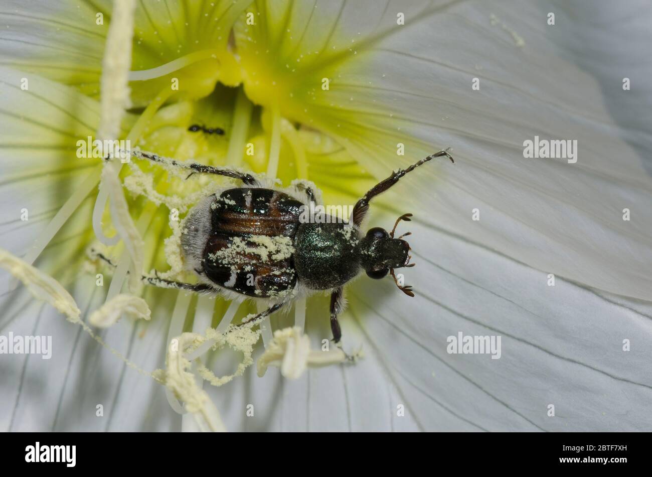 Flower Chafer, Trichiotinus sp., feeding in Showy Evening Primrose, Oenothera speciosa, and covered in pollen Stock Photo