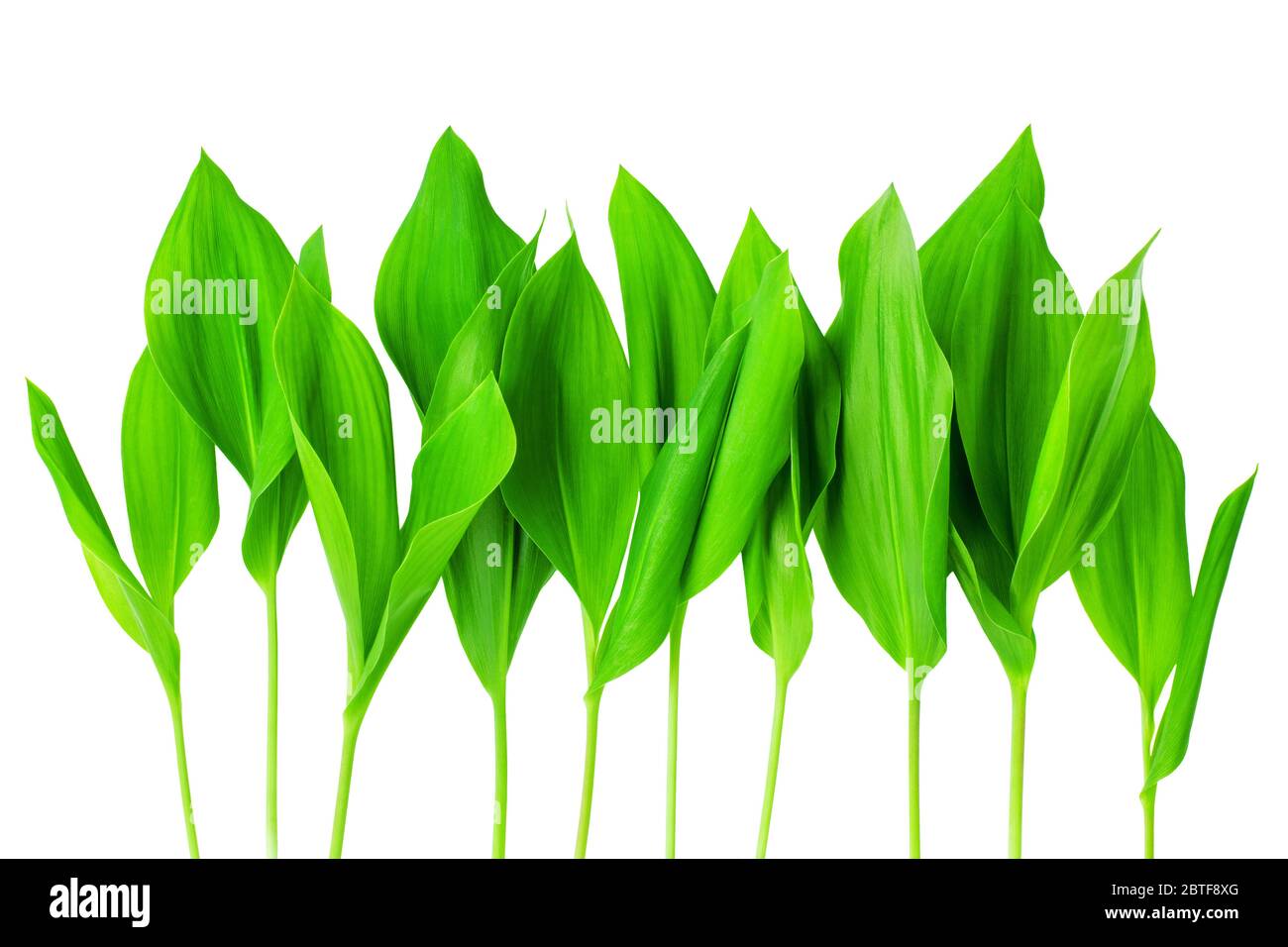 Flower Sprouts High Resolution Stock Photography and Images - Alamy