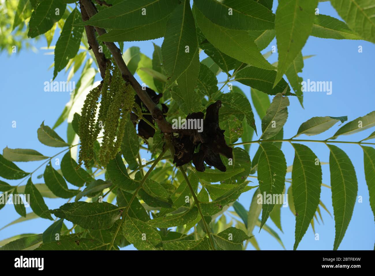 Pecan tree, Texas hill country Stock Photo Alamy