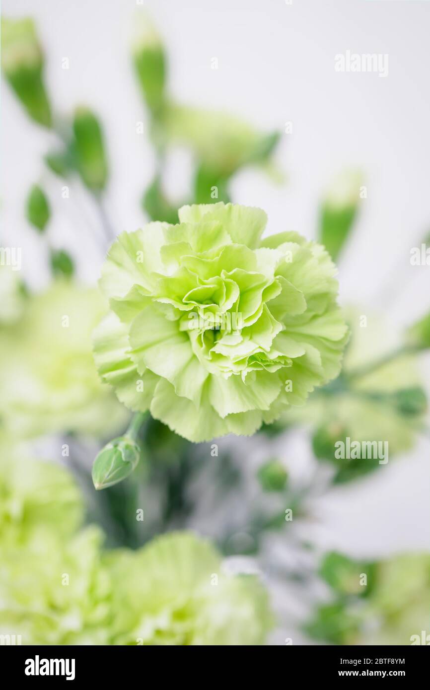 Green carnations flowers deals