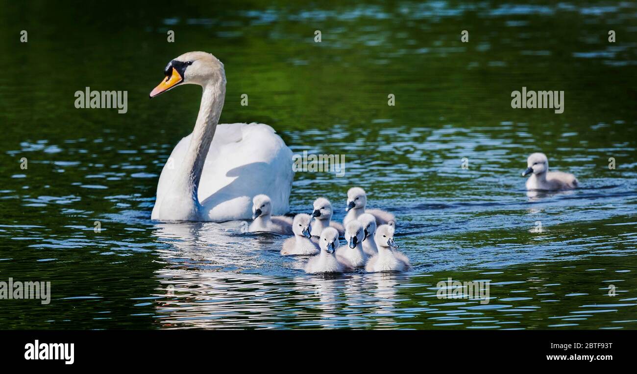 Swan and her signets photographs by Alan Peebles Stock Photo - Alamy