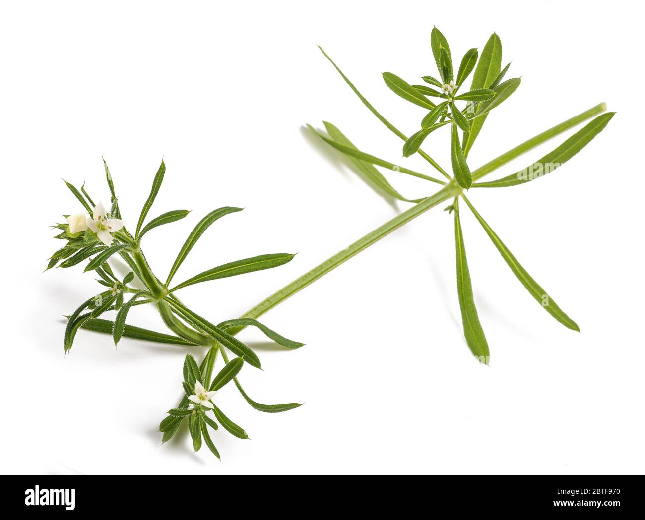Cleavers (Galium aparine) isolated on white background Stock Photo Alamy