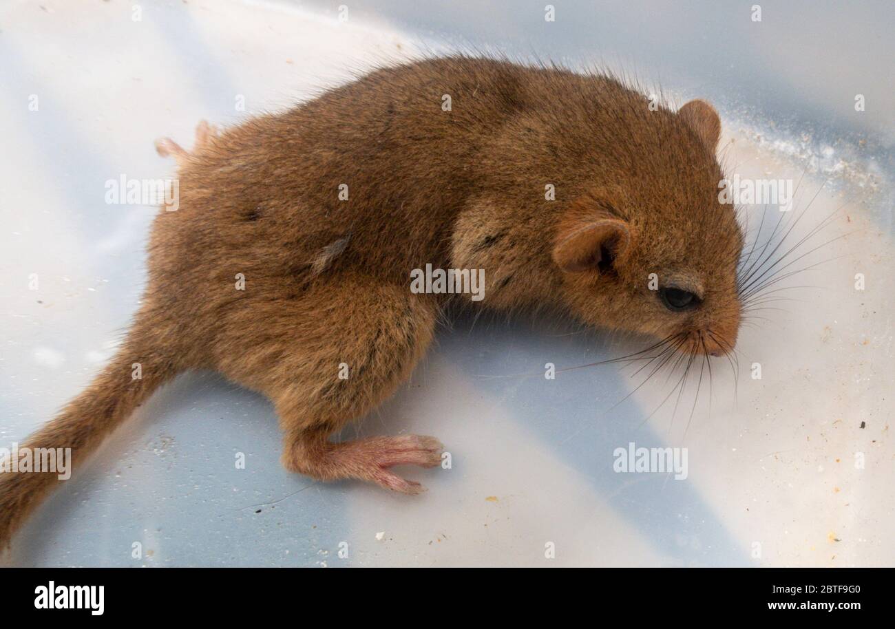 A hazel dormouse in a plastic garden tub, rescued from the grasp of a domestic cat. Stock Photo