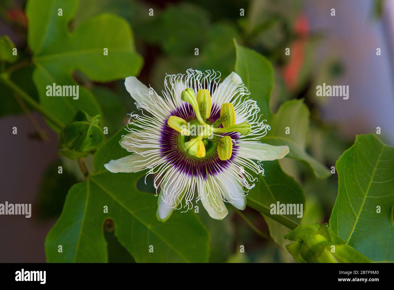 Beautiful Passion Fruit Flower Stock Photo Alamy
