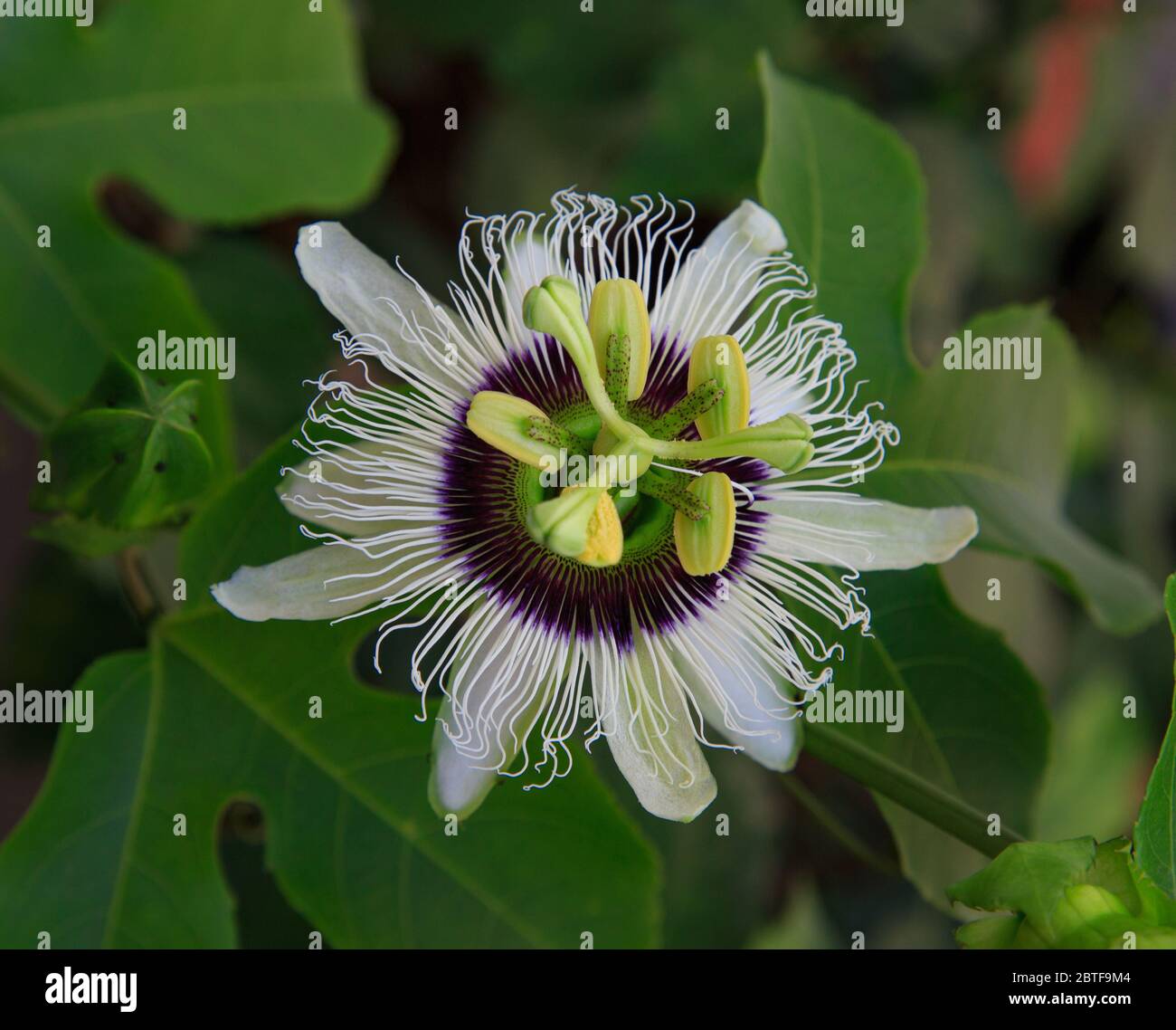 Beautiful Passion Fruit Flower Stock Photo Alamy