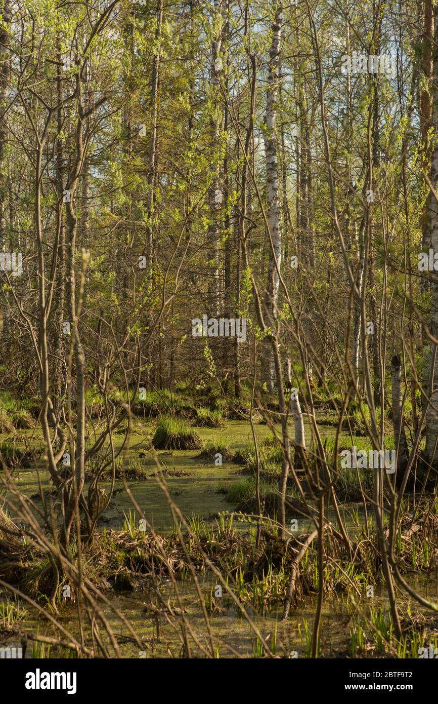 Swamp terrain grass hi-res stock photography and images - Alamy