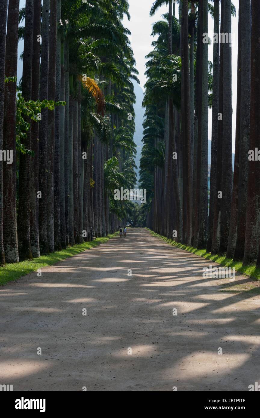 The palm alley rio hi-res stock photography and images - Alamy