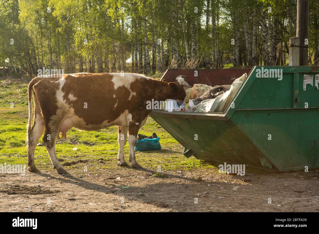 Animal eat trash hires stock photography and images Alamy