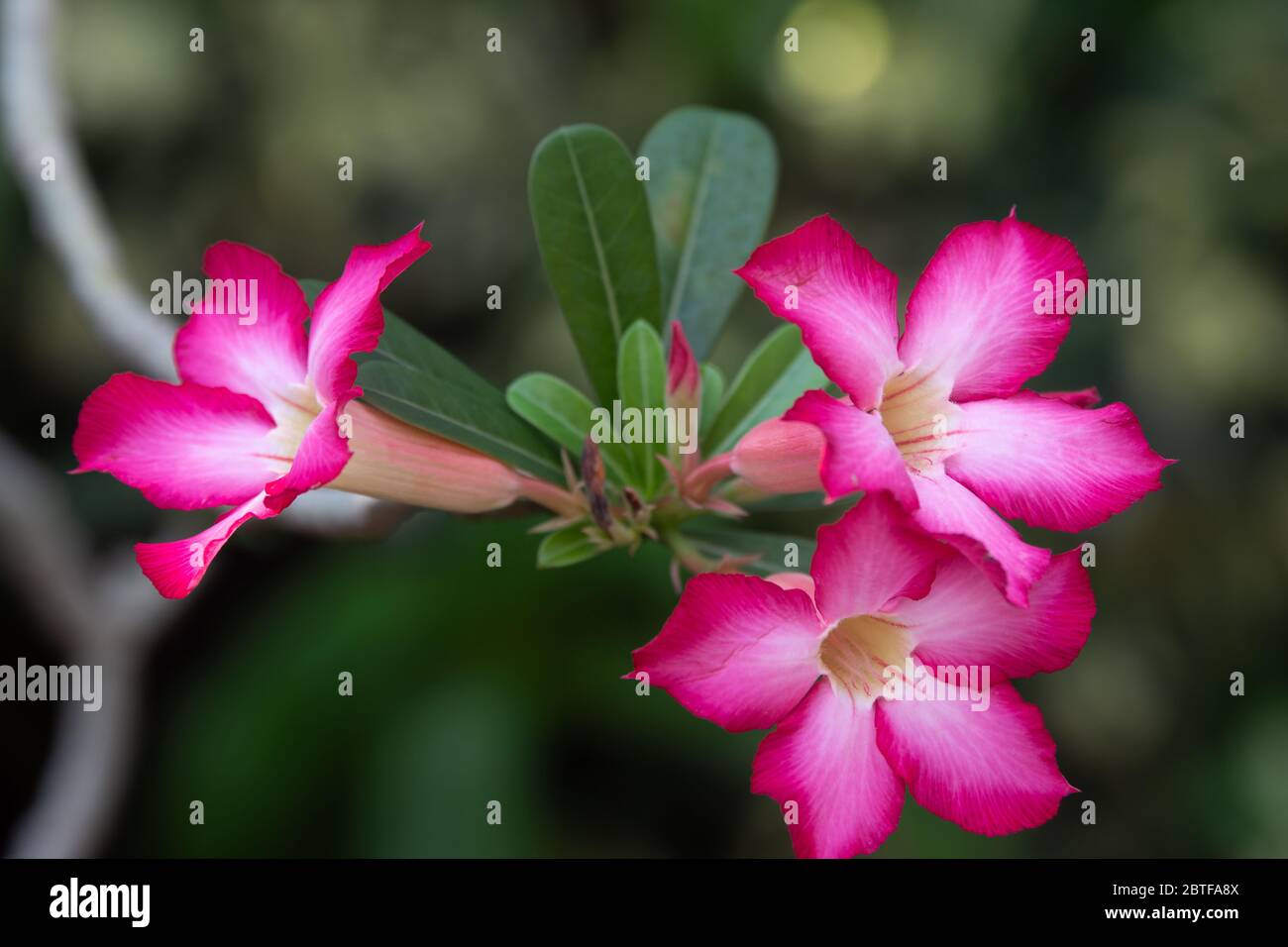 Adenium flowers hi-res stock photography and images - Alamy